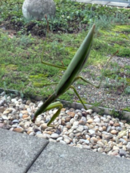 communist mantis 1.jpg
